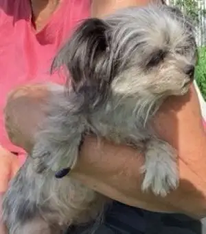 Yorkie X Puppies, View more
