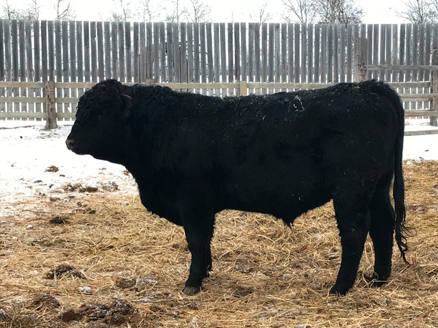 Angus bulls for sale. in Livestock in Winnipeg