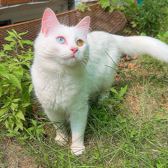 Beautiful Cat in Cats & Kittens for Rehoming in Fredericton - Image 3