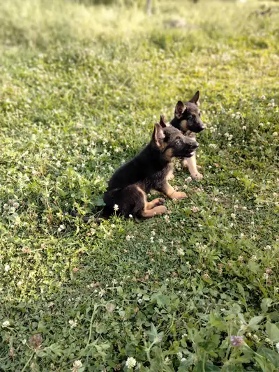 Chiots berger allemand pure race, View more