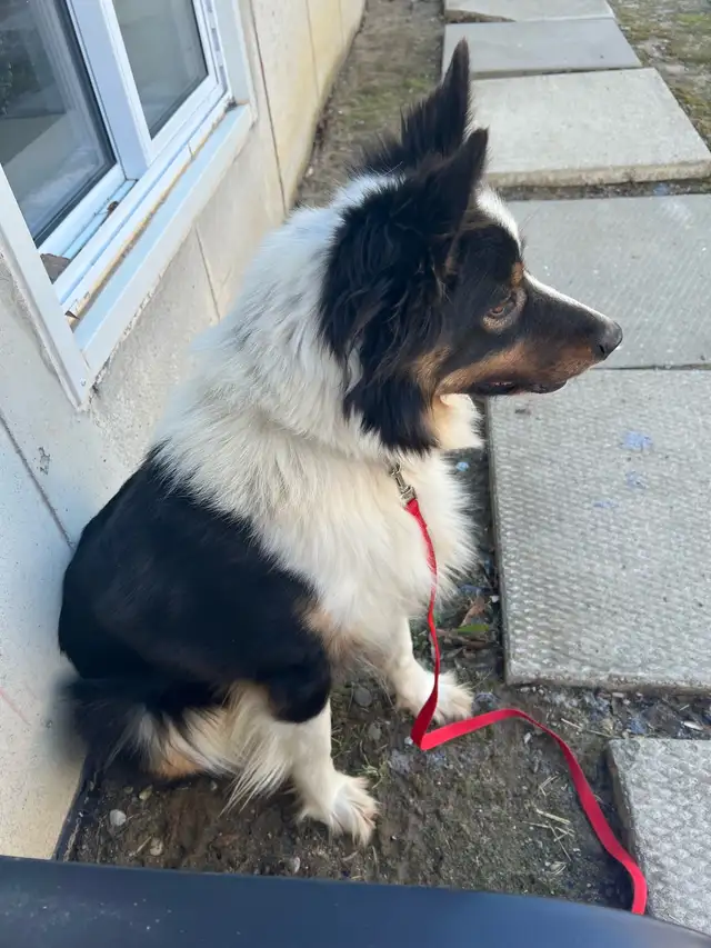 Border Collie Dog in Dogs & Puppies for Rehoming in Norfolk County - Image 3
