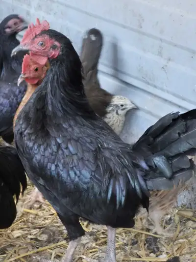 Wanted Free, View more