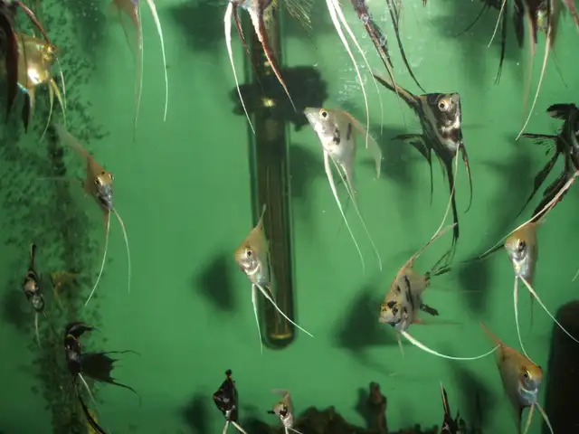 Community tropical fish - various types in Fish for Rehoming in City of Toronto - Image 10
