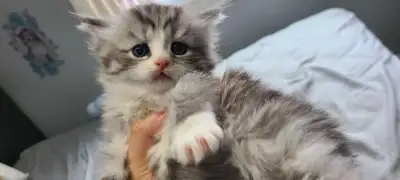 Petit Chaton persan chinchilla réserver , View more