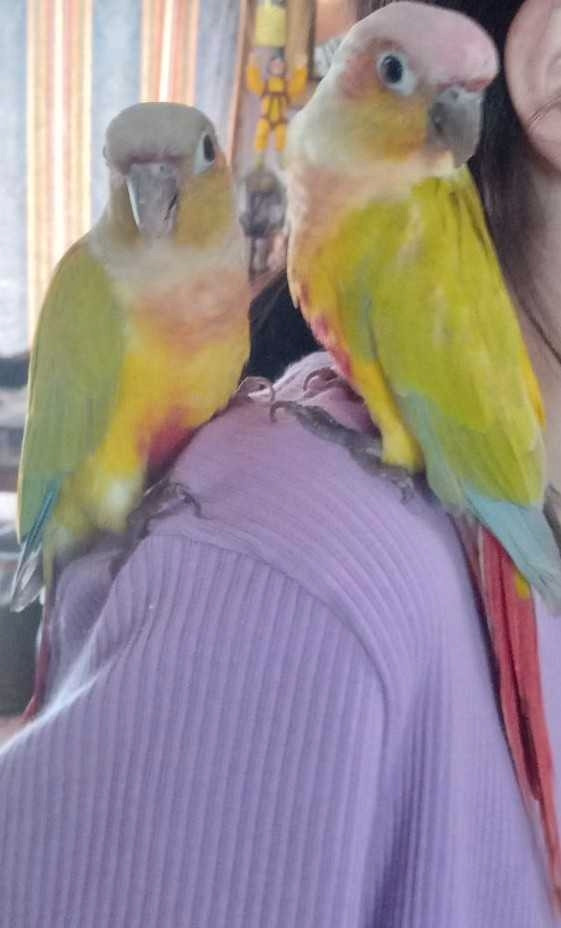 American dilute conure pair in Birds for Rehoming in Sault Ste. Marie - Image 2