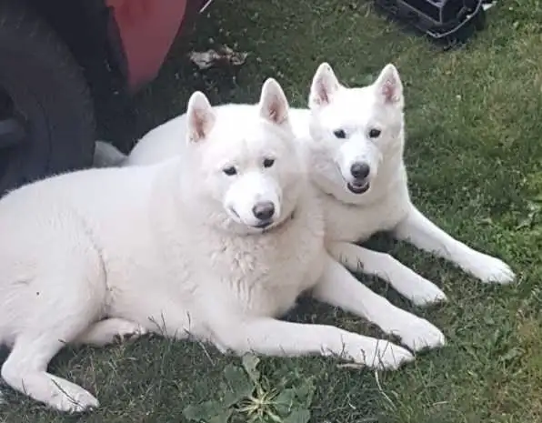 All white husky puppies in Dogs & Puppies for Rehoming in Windsor Region - Image 7