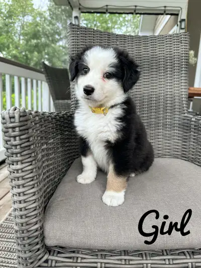 Australian shepherd puppies , View more