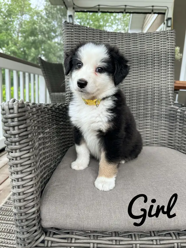 Australian shepherd puppies  in Dogs & Puppies for Rehoming in Winnipeg - Image 2