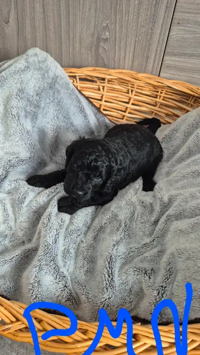 Bebe Cockapoo 4 male noir et 1 femelle 3 couleur nee le 20 mars 2025 Maman pese 20lbs et papa pese 7...