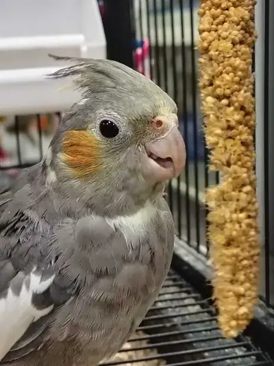 baby cockatiel, View more
