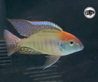 African   cichlids -    Leth Red Cap