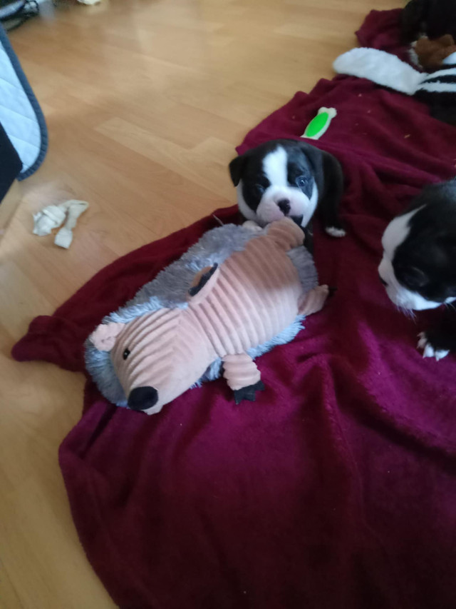 Chiot male NOIR pure race Boston Terrier pret a partir dans Chiens et chiots à adopter  à Ouest de l’Île - Image 4