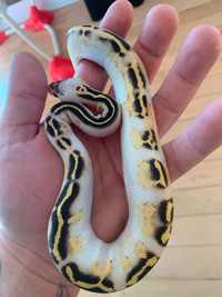 Serpent python royale