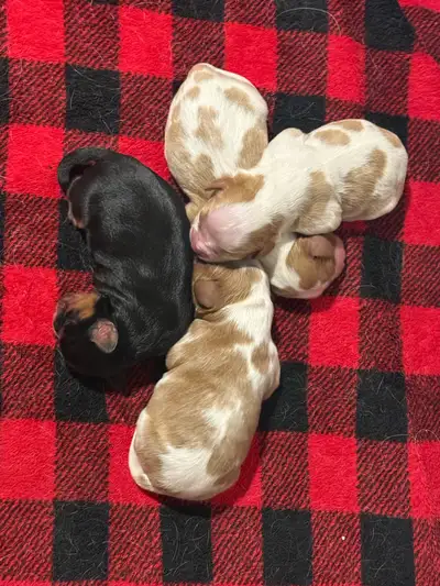 Cavalier King Charles Puppies, View more