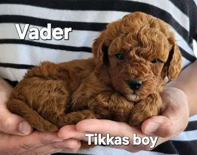 Shihtzu/Poodle Puppies, View more