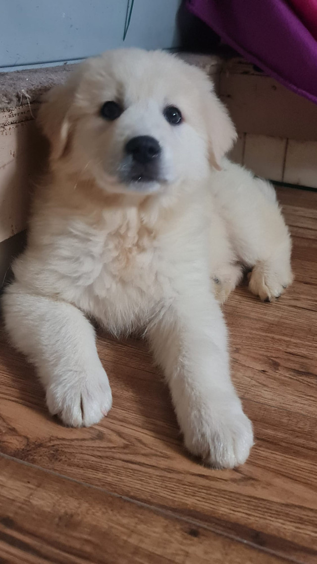 Great Pyrenees 4 months old  in Cats & Kittens for Rehoming in La Ronge - Image 2