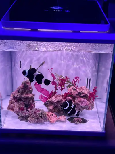 Breeding pair of black Ocellaris ( Darwin) clownfish, View more