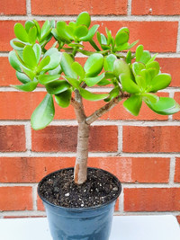 jade bonsai in All Categories in Ontario - Kijiji Canada
