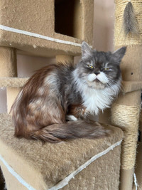 Super friendly & Beautiful Long hair Persian cat