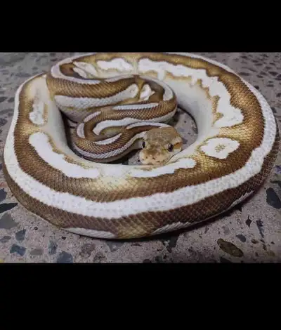Breeder Ball Python (cinnamon Mojave OD vanilla het clo, View more