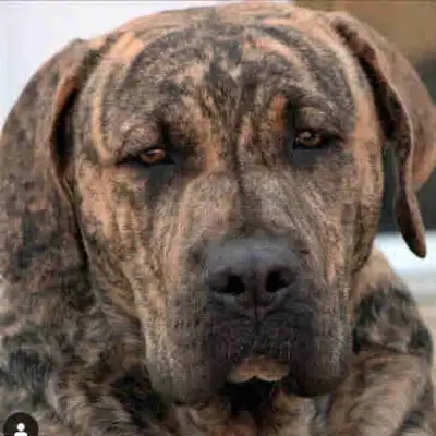 IMPORTED IREMA CURTO Presa Canarios Puppies!, View more