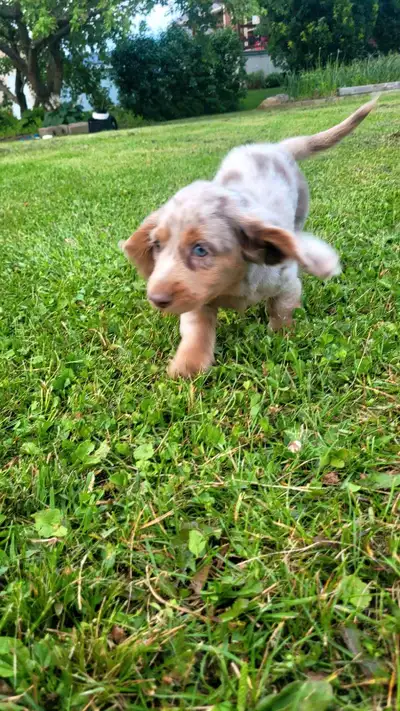 chiots teckel poil long, View more