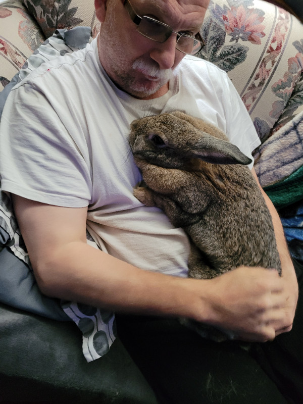 Rabbits with pen and accessories in Small Animals for Rehoming in Moose Jaw - Image 2