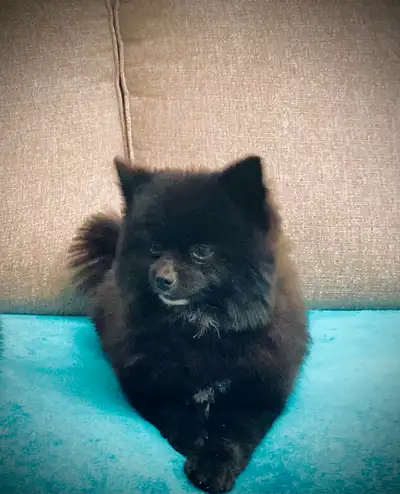 Pomeranian MALE, View more