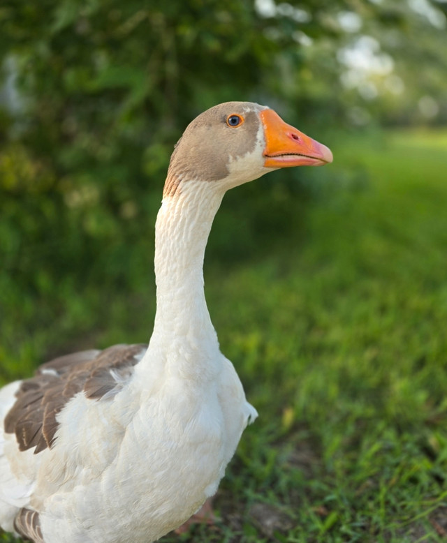 Geese Pair - Young Embden Mixed Goose and Gander - in Livestock in Saskatoon - Image 2