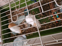 2 female guinea pigs looking for new home.