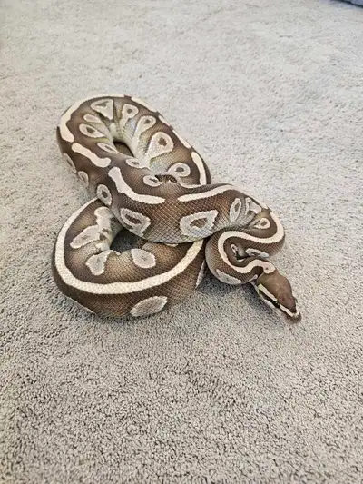 Ball Python for Sale, View more