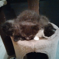 No ImPURRfections here:  8 week old Kittens with PURRsanility!!!