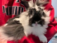 Thumper (male bunny 8 months)