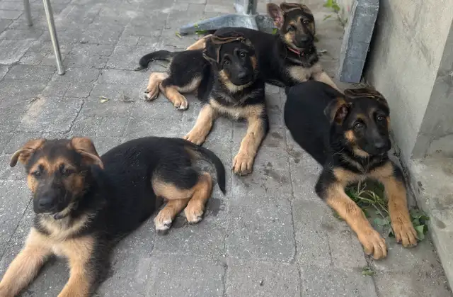 German Shepherd Puppies – Ready June 9! in Dogs & Puppies for Rehoming in City of Toronto - Image 7