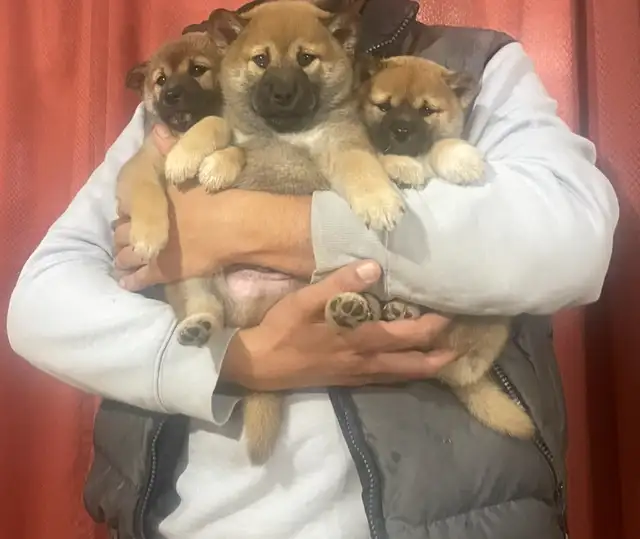 Shiba inu pure race shiba inu purebred in Dogs & Puppies for Rehoming in City of Montréal - Image 2