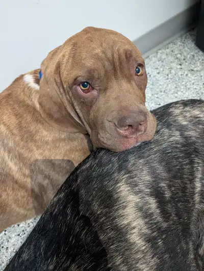 3 ADORABLE CANE CORSO MASTIFF MIX PUPPIES – $400 EACH Ready to find their forever homes ASAP! ❤️ Bor...