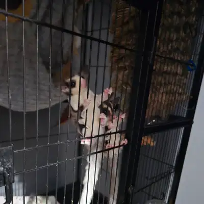 sugar gliders, View more