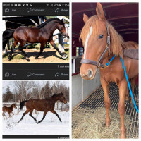 Registered CSH 2 yr old filly