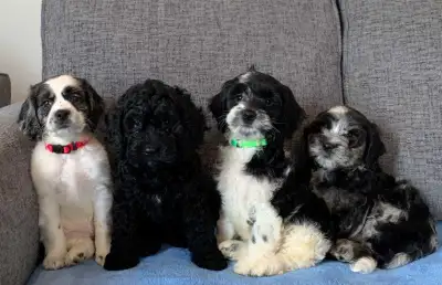 Merle Cockapoo Puppies, View more