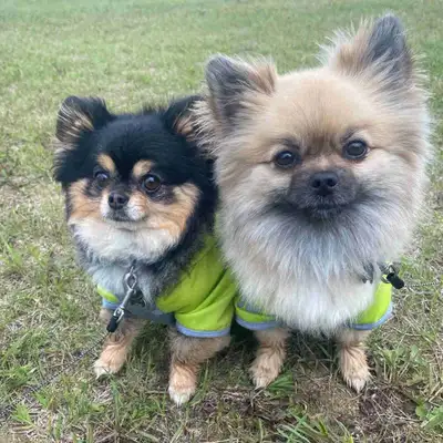 Two Female Dogs *Please read whole ad* , View more