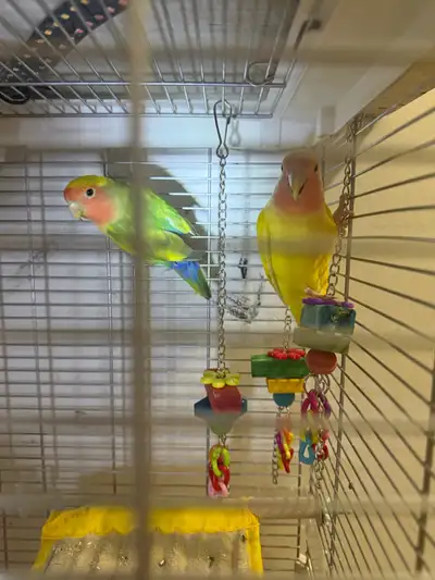 lovebird pair for sale with large cage , View more