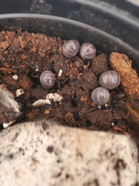 ISOPODS FOR SALE -REDUCED-
