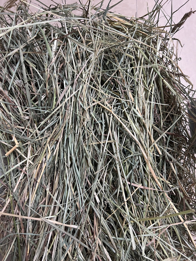 Hay For Sale Other Lethbridge Kijiji