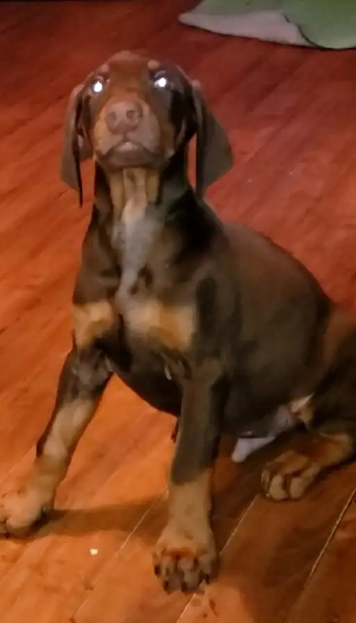 Doberman puppy's in Dogs & Puppies for Rehoming in Sudbury - Image 3