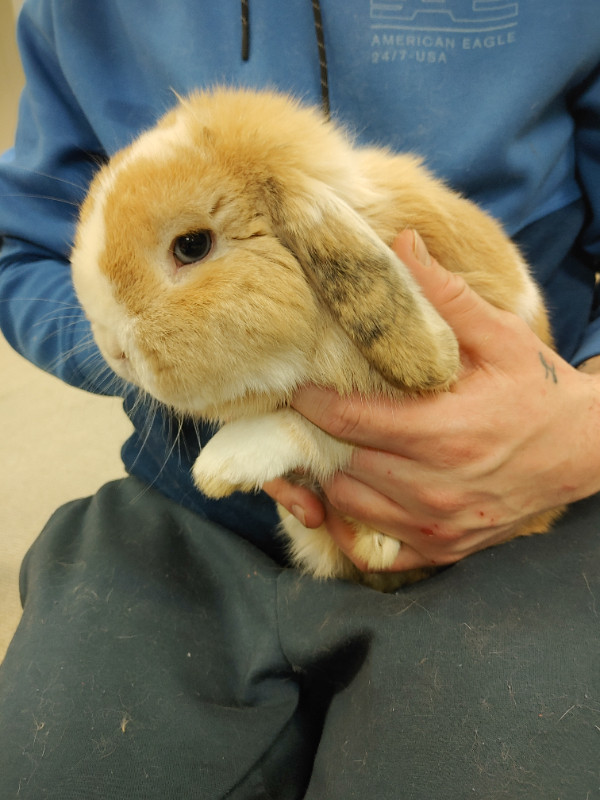 EXTRAORDINARY BABY HOLLAND LOP BUNNY RABBITS in Small Animals for Rehoming in Kingston - Image 3