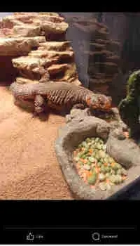 Uromastyx with tank and accessories 