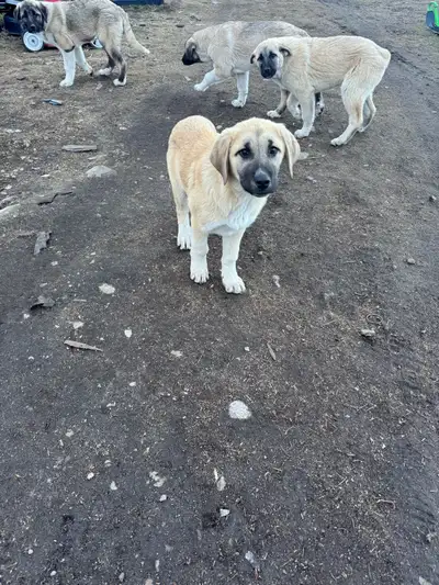 Kangal mix puppies, View more