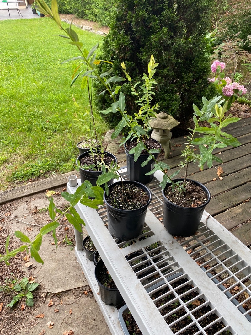 Dappled willow (Hakuro Nishiki) Plants, Fertilizer & Soil Brantford