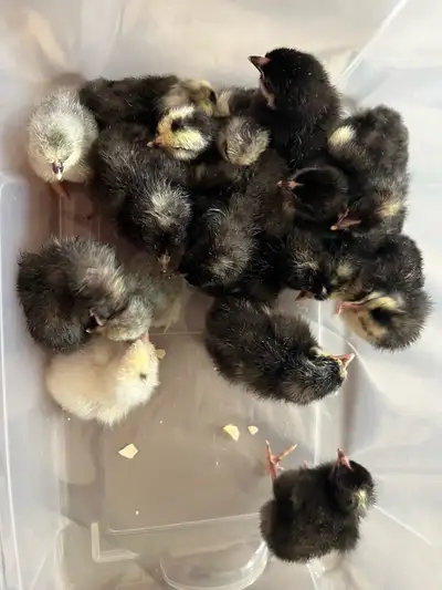 20 BYM and Bantam Chicks , View more