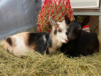 Goat sisters in milk